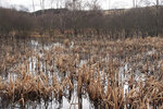 Le marais en hiver