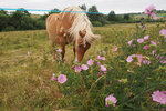 Cheval dans les narces