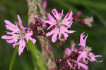 Lychnis fleur de coucou