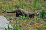 Loutre d&#39;Europe - C Lemarchand