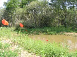 Mare de l'Etang de Moissac 