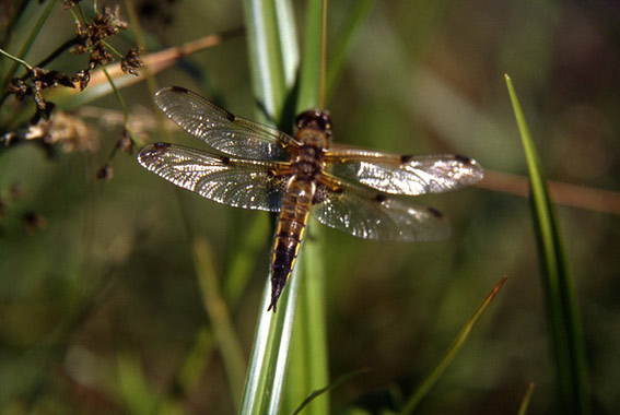 libellule à quatre taches 