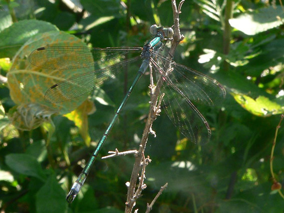 Leste fiancé Lestes sponsa Leste fiancé Lestes sponsa